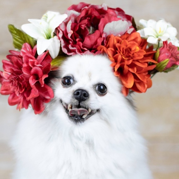 Meet your Posher, Allison - Picture 1 of 2